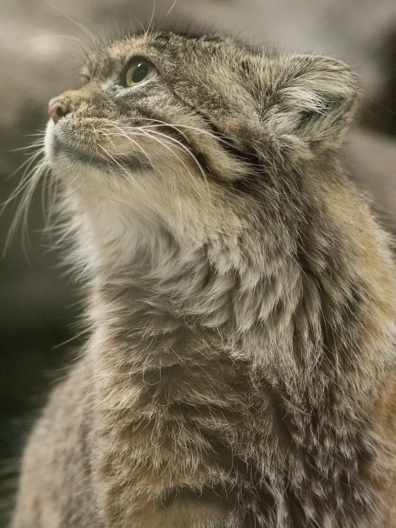 恩賜上野動物園のプリームラの写真