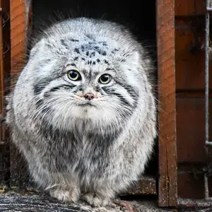 マゼランの写真