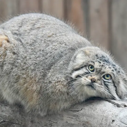 神戸どうぶつ王国のレフの写真