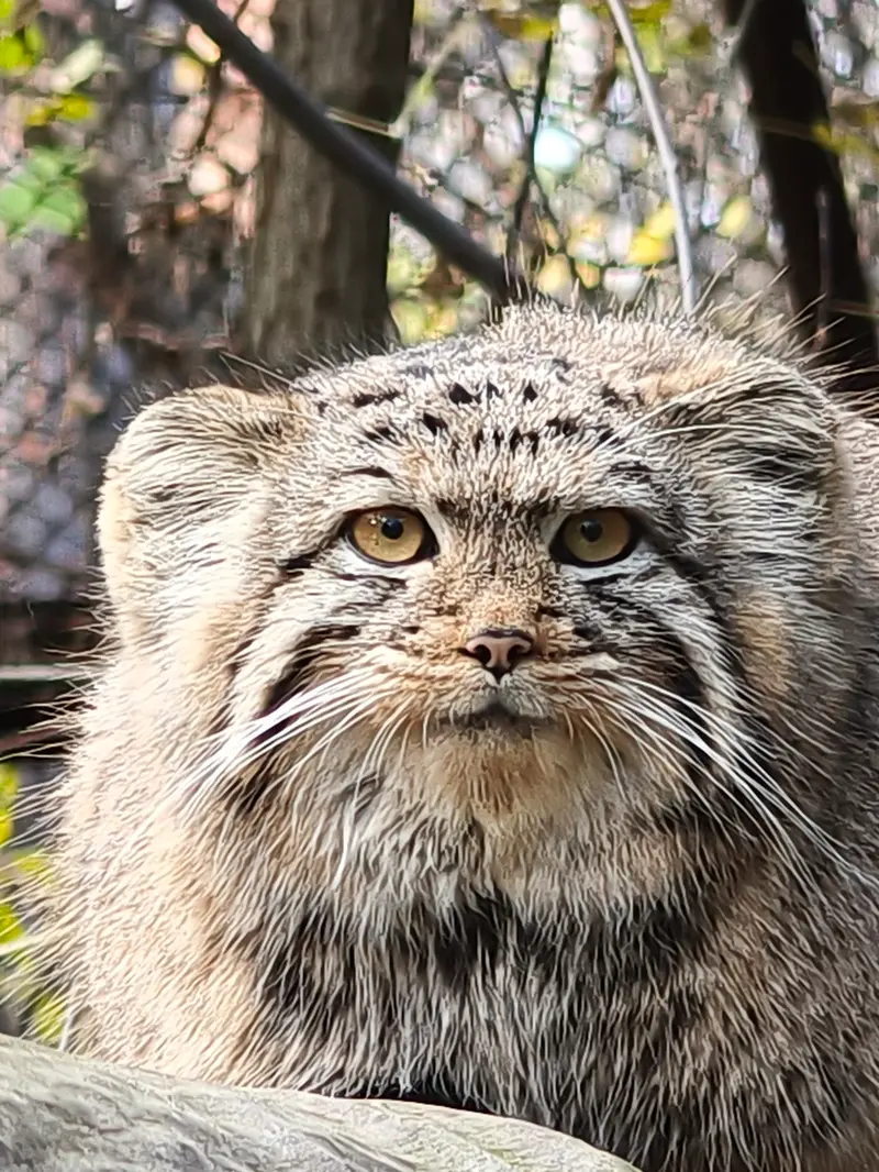 ノヴォシビルスク動物園のマヌルネコの写真
