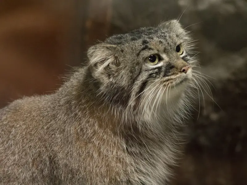 恩賜上野動物園のサフランの写真
