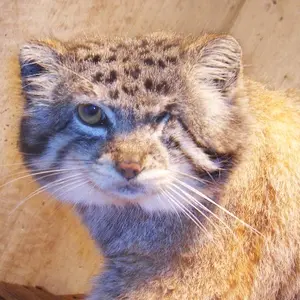 東山動植物園の十兵衞の写真