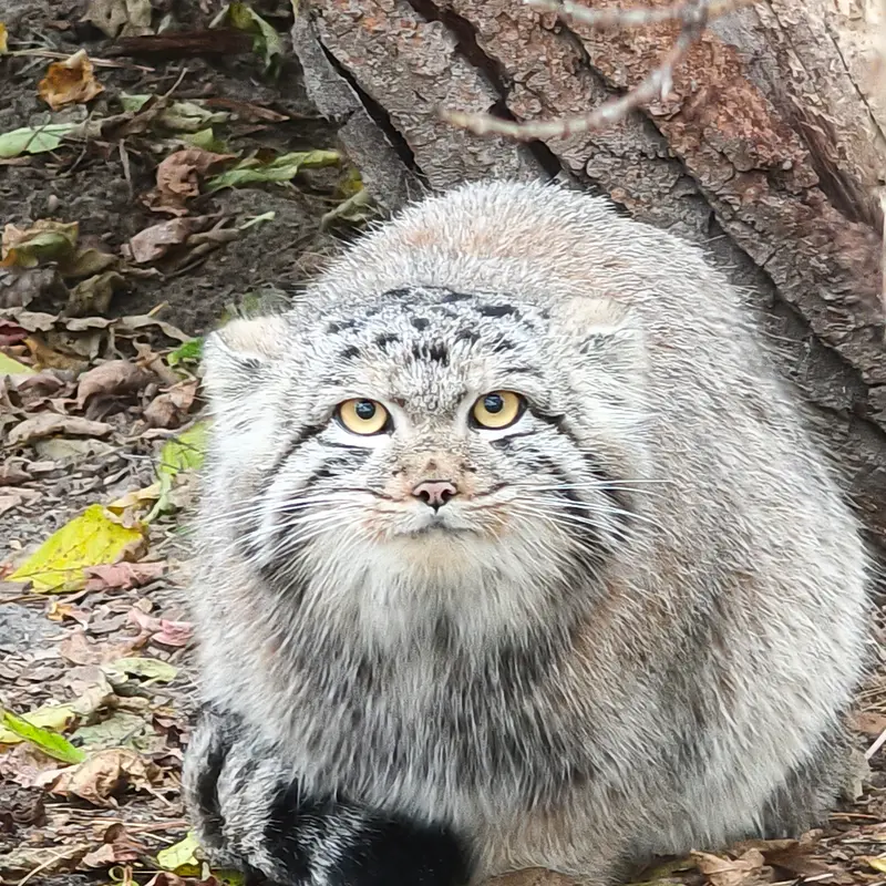 ノヴォシビルスク動物園のマヌルネコの写真
