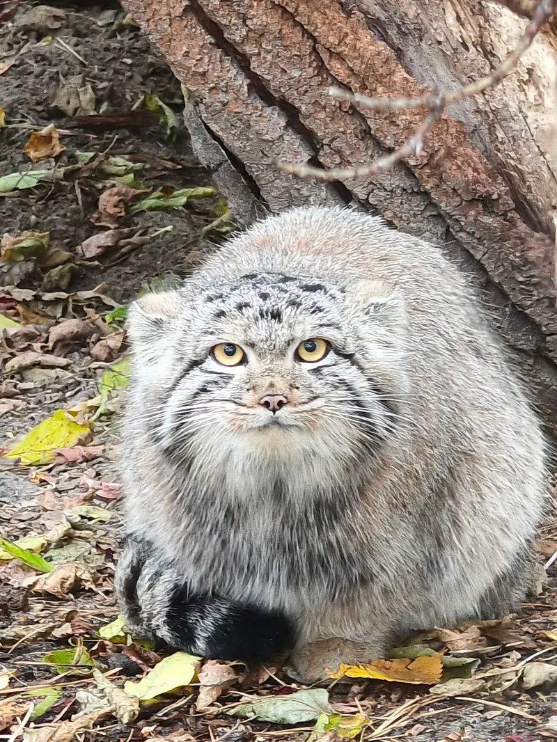 ノヴォシビルスク動物園のマヌルネコの写真