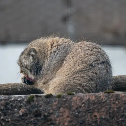 コルケアサーリ動物園のアルカスの写真