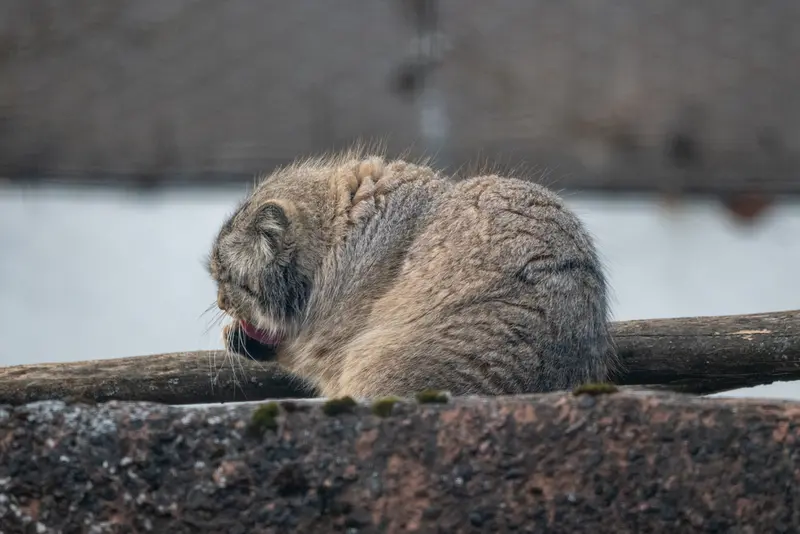 コルケアサーリ動物園のアルカスの写真