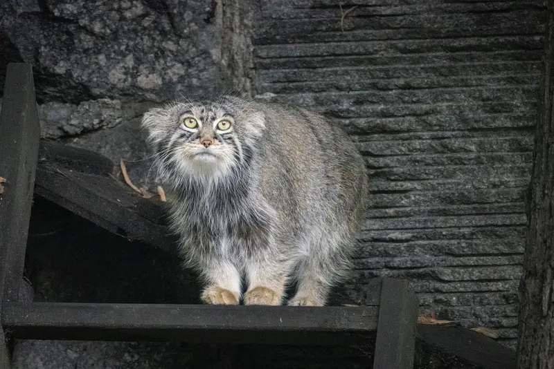 モスクワ動物園のティモフェイの写真