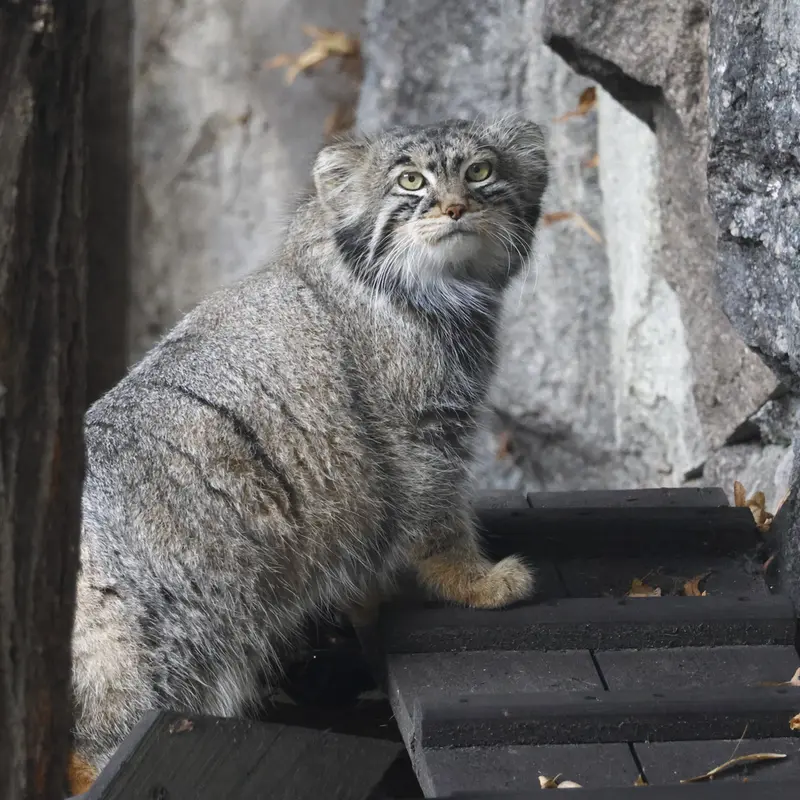 モスクワ動物園のティモフェイの写真