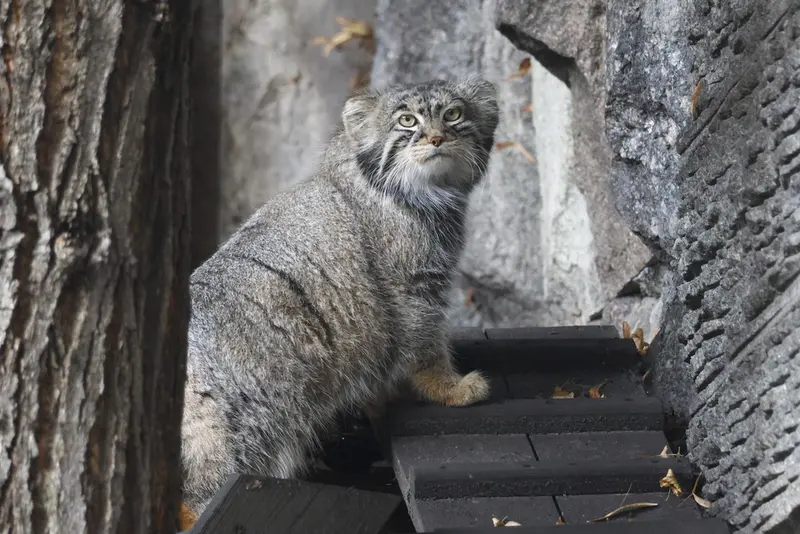 モスクワ動物園のティモフェイの写真
