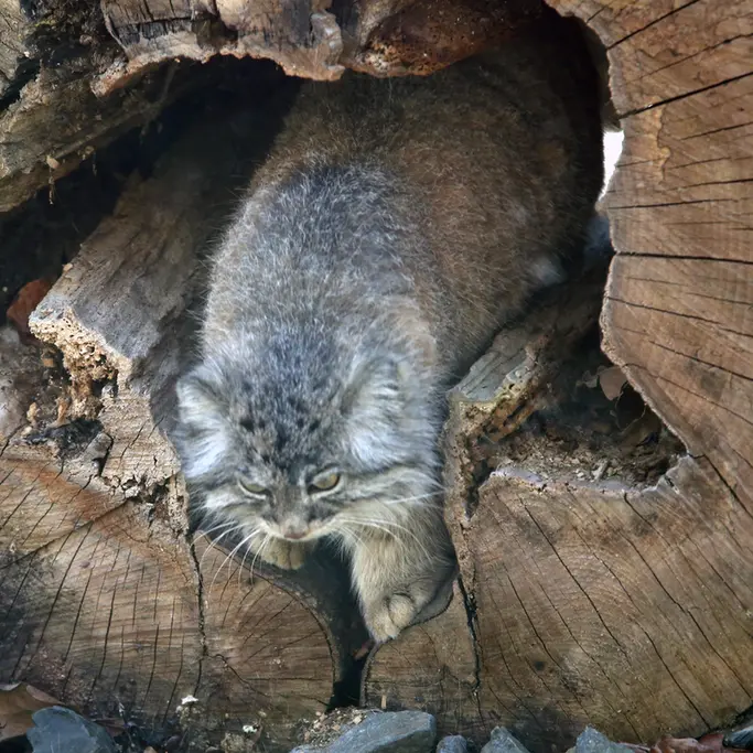 オストラヴァ動物園のモイラの写真