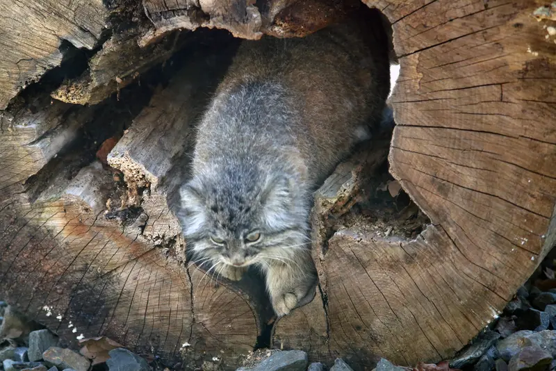 オストラヴァ動物園のモイラの写真