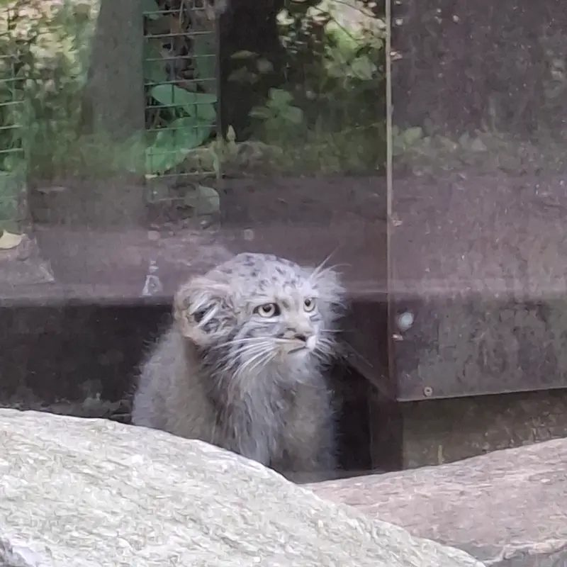 コシツェ動物園のアラニの子（2026年生まれ）Ⅰの写真