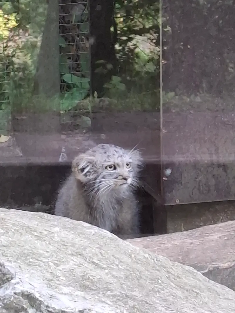 コシツェ動物園のアラニの子（2026年生まれ）Ⅰの写真