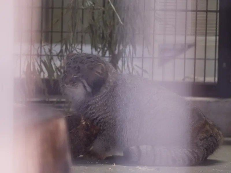 野毛山動物園のフィーガの写真