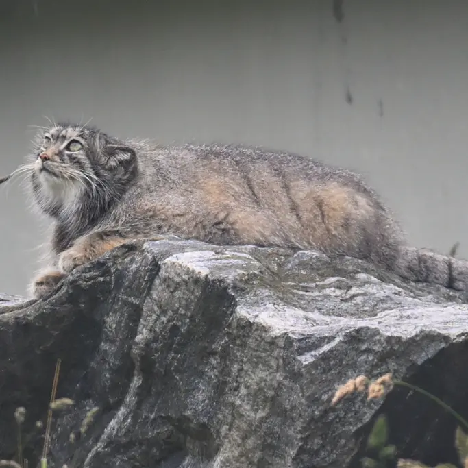 コルケアサーリ動物園のミミの写真