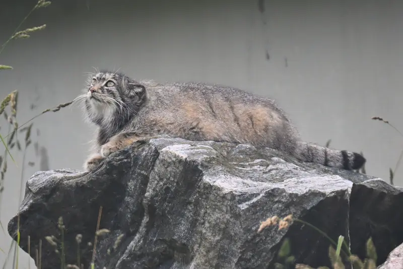 コルケアサーリ動物園のミミの写真