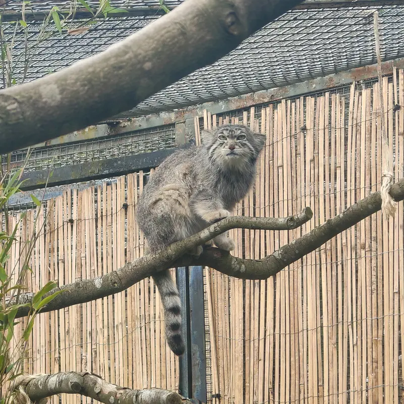 エディンバラ動物園のアキコの写真