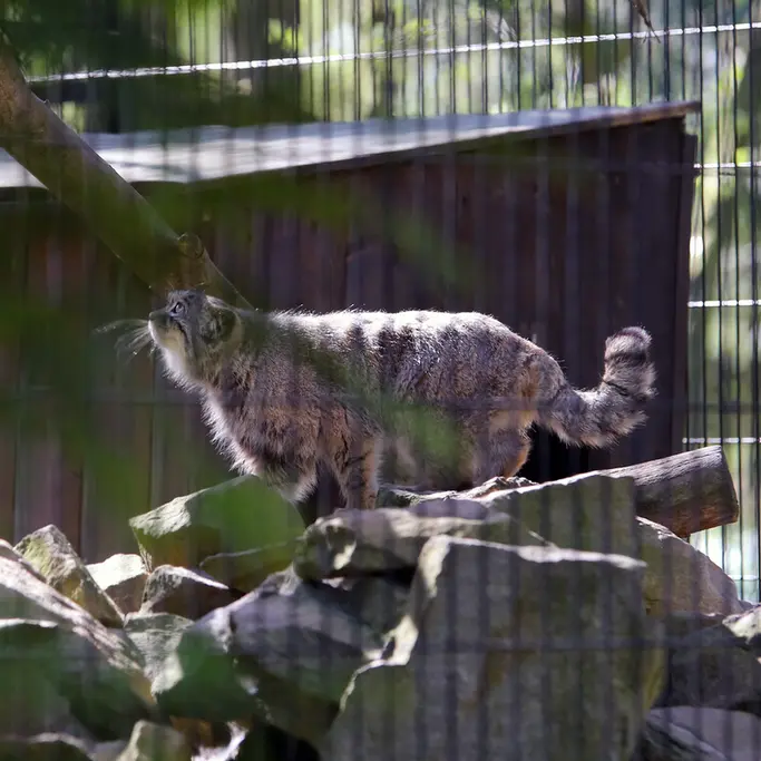 クラクフ動物園のツァスの写真