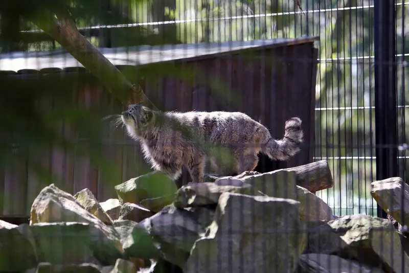 クラクフ動物園のツァスの写真