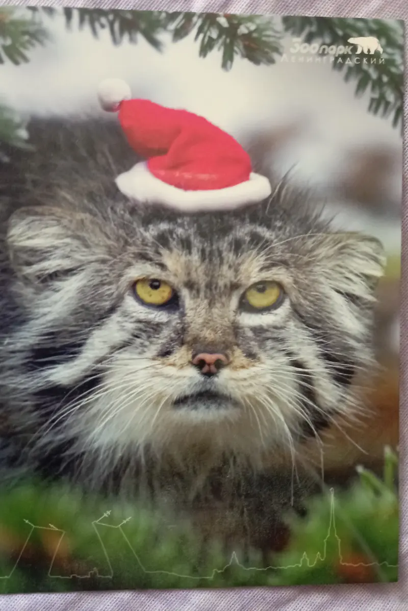 マヌルネコの写真