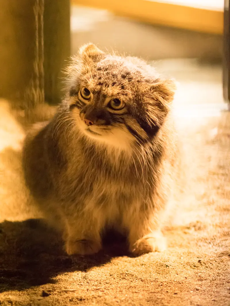 野毛山動物園のフィーガの写真