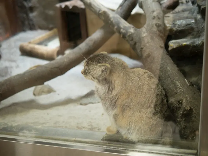 恩賜上野動物園のプリームラの写真