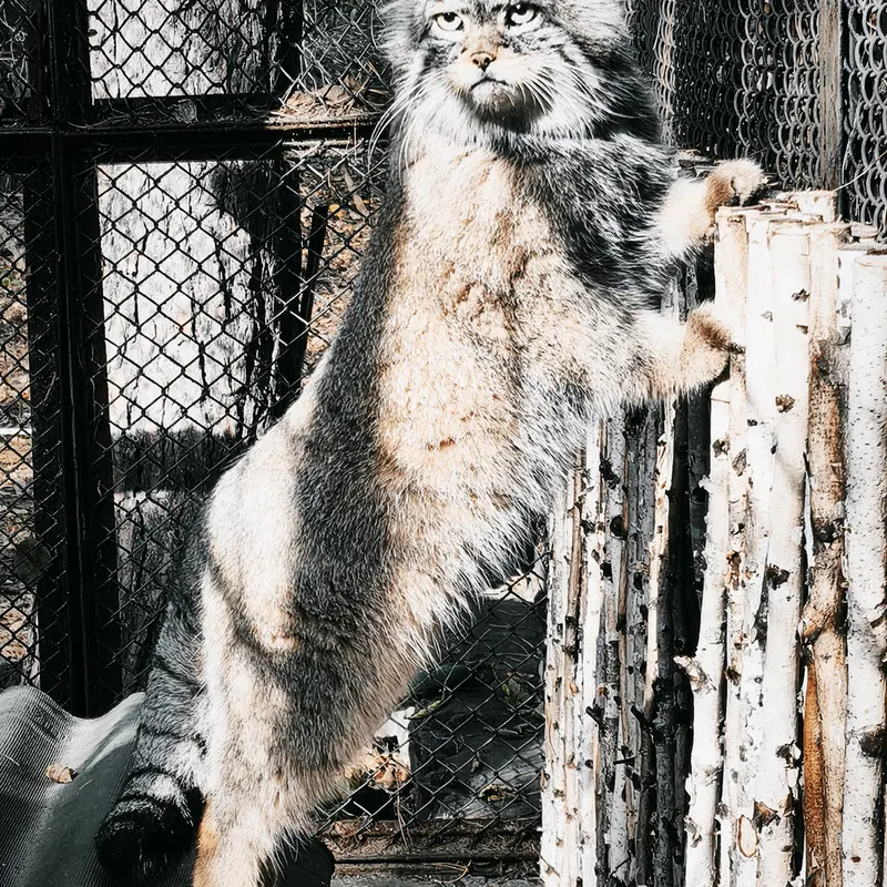 ノヴォシビルスク動物園のジョージの写真