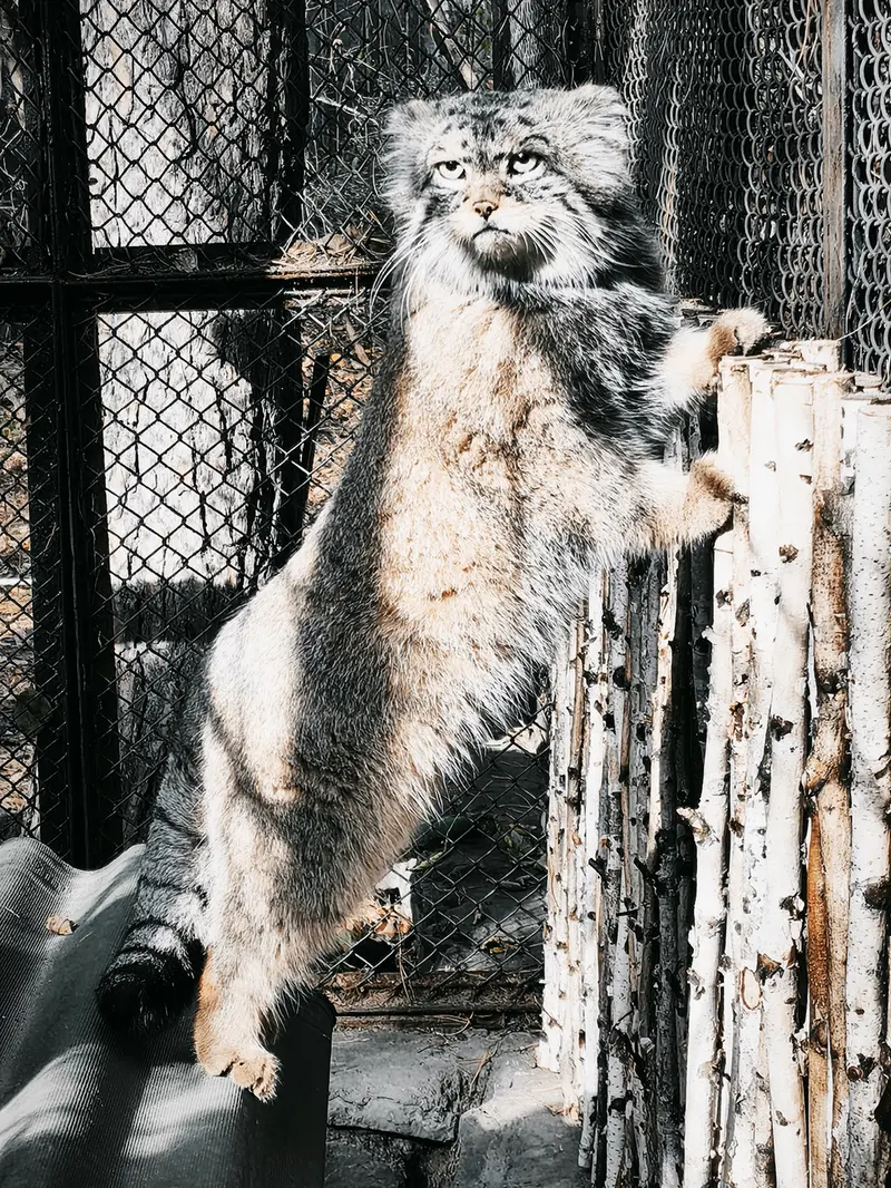 ノヴォシビルスク動物園のジョージの写真