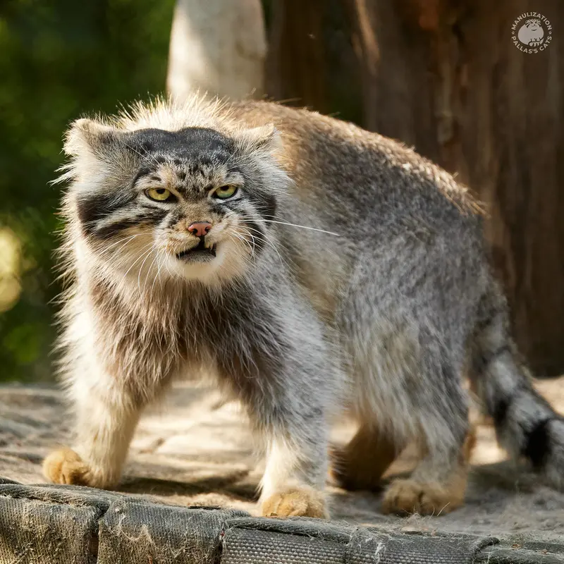 ノヴォシビルスク動物園のジョージの写真