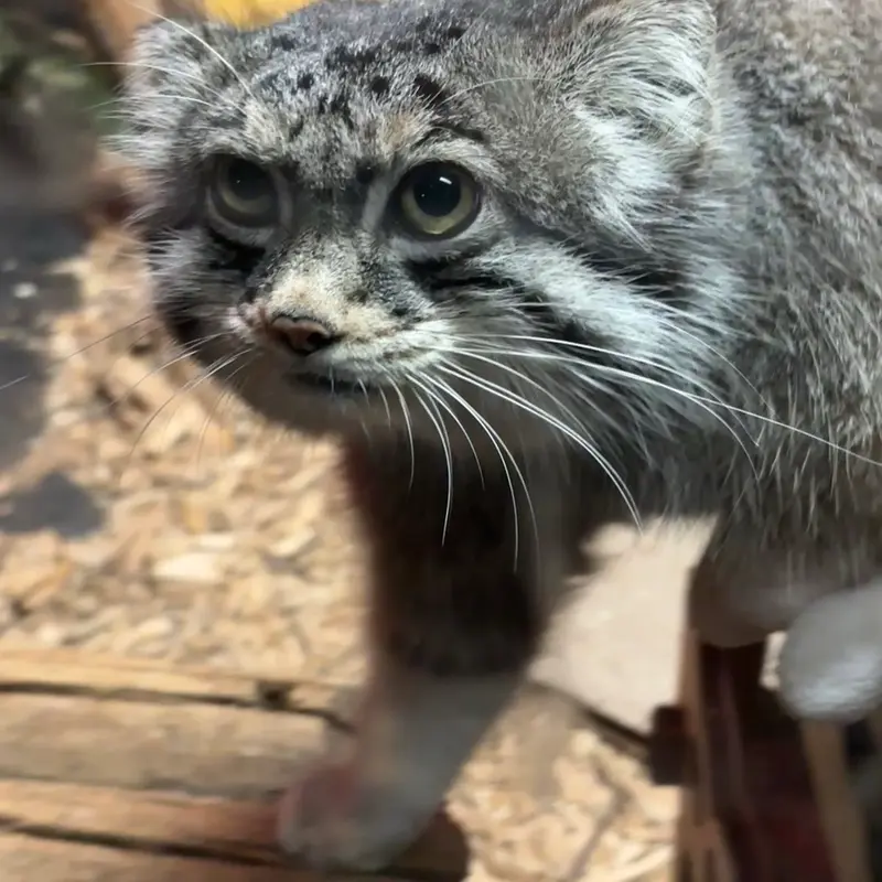 スペリオル湖動物園のパブの写真