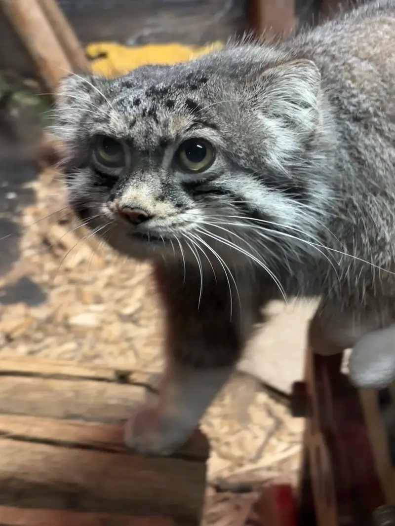 スペリオル湖動物園のパブの写真