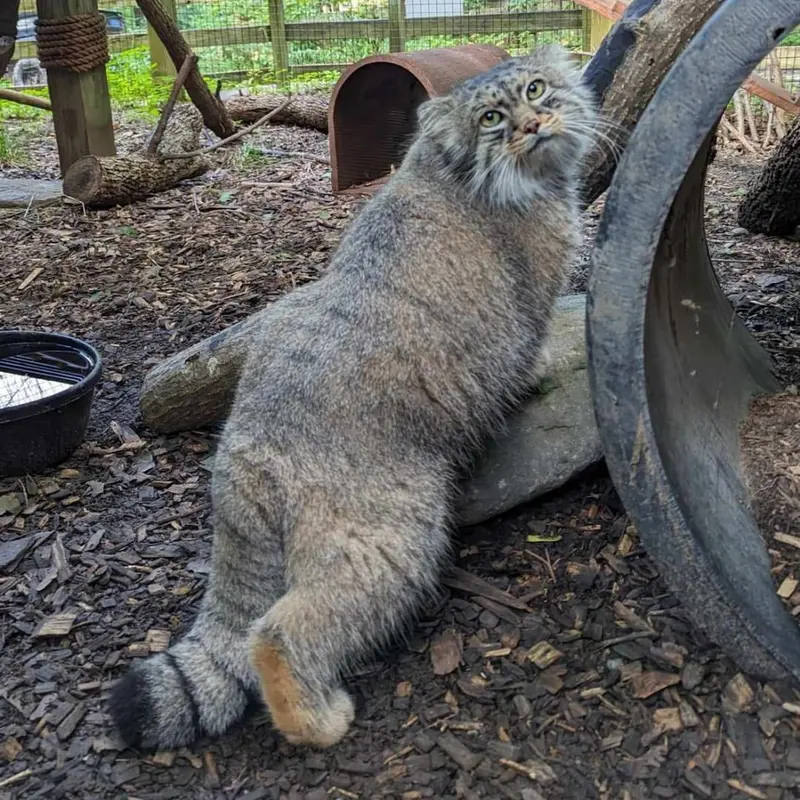 ユーティカ動物園のテイトの写真