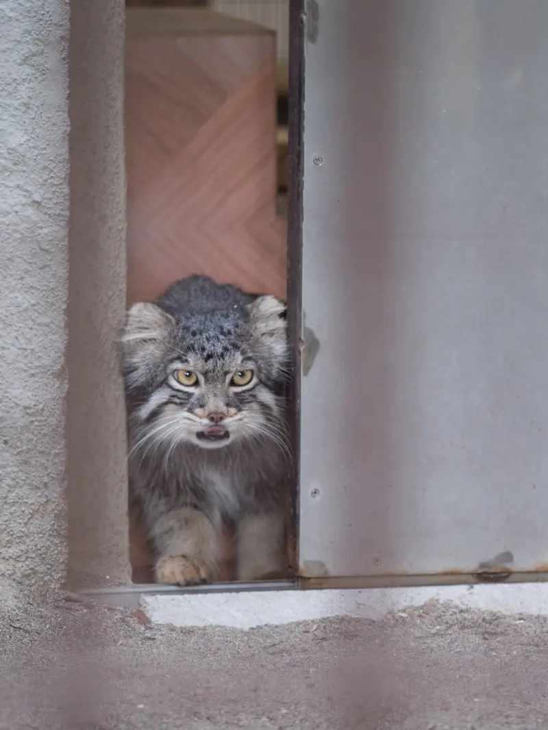 野毛山動物園のフィーガの写真