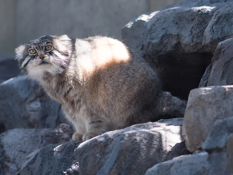 旭山動物園のグルーシャの写真