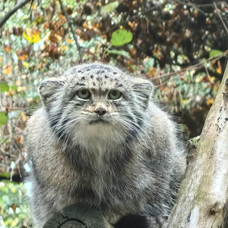 ノヴォシビルスク動物園のミアの写真