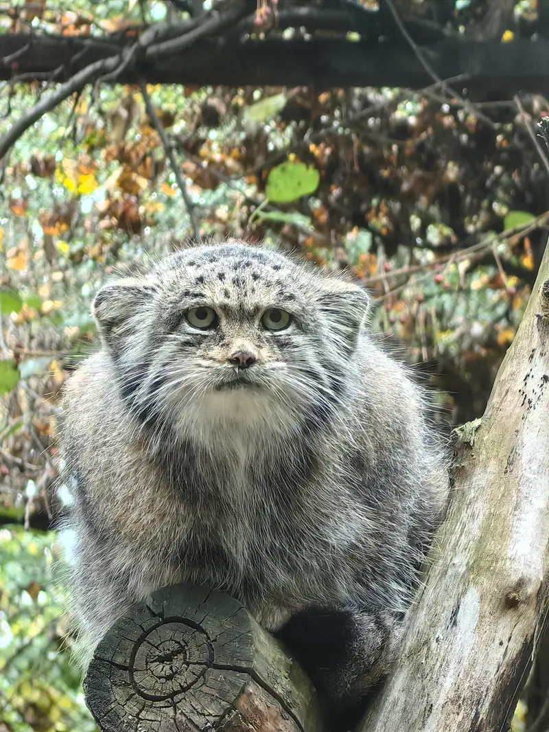 ノヴォシビルスク動物園のミアの写真