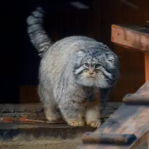 モスクワ動物園のヴァディムの写真