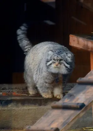 モスクワ動物園のヴァディムの写真