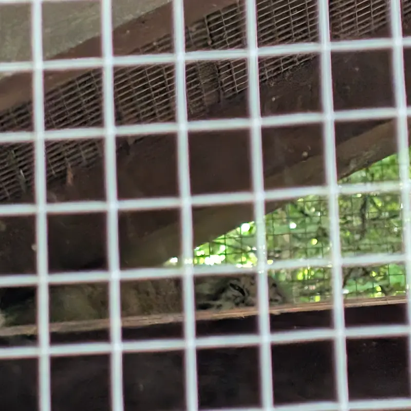 コシツェ動物園のアラニの写真