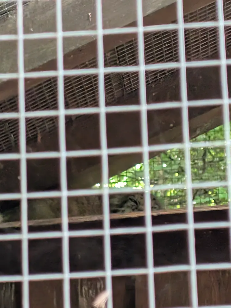 コシツェ動物園のアラニの写真