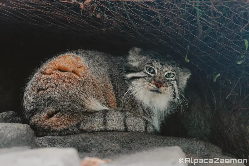神戸どうぶつ王国のアズの写真