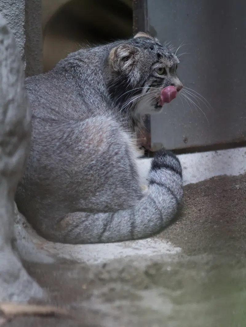 野毛山動物園のフィーガの写真