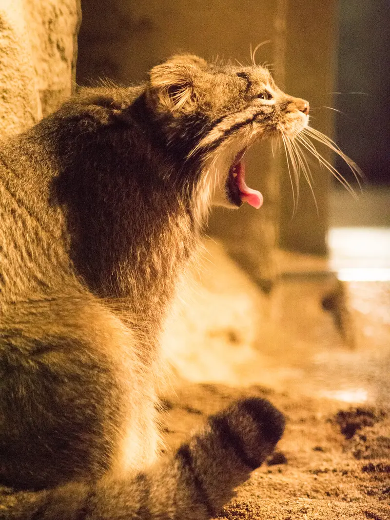野毛山動物園のフィーガの写真