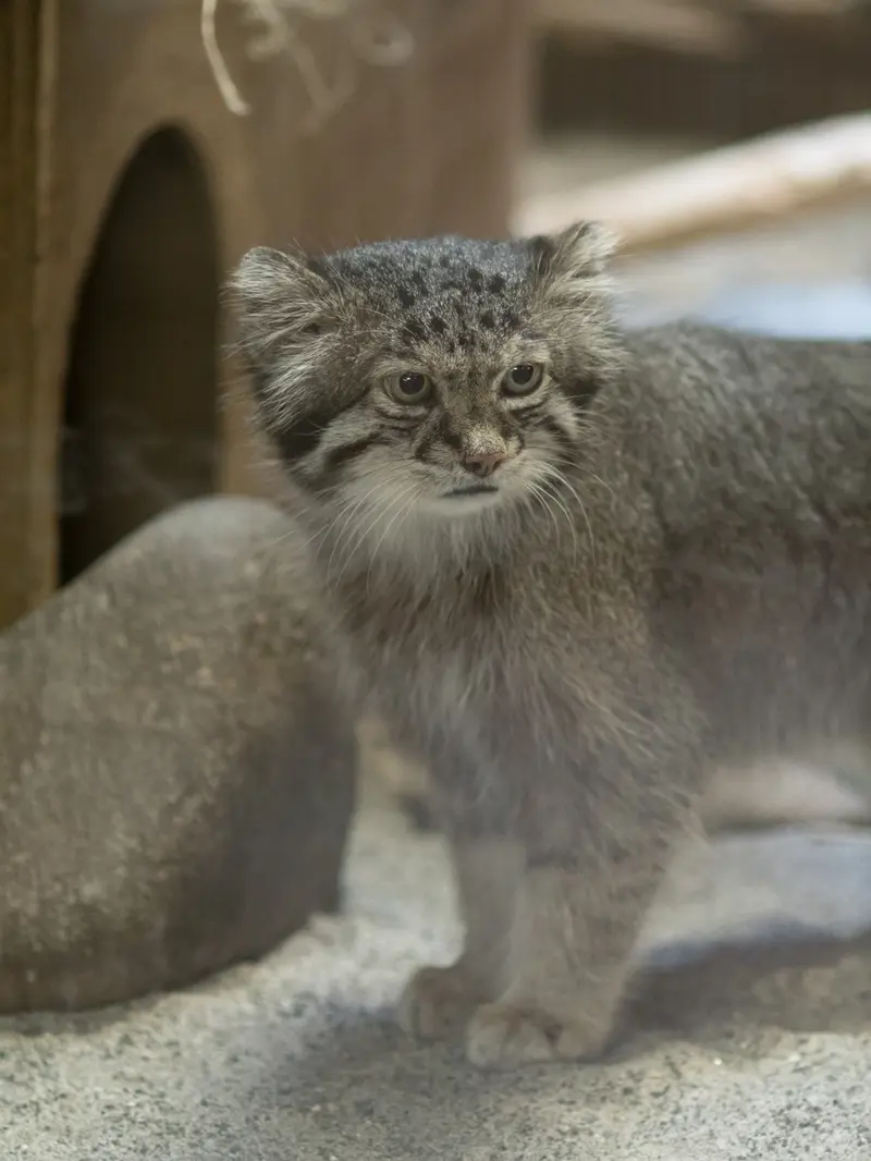 恩賜上野動物園のクリョンの写真