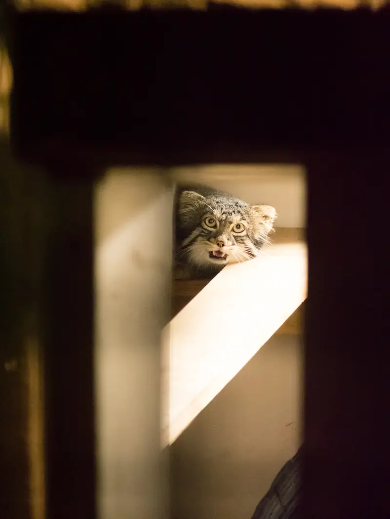 野毛山動物園のフィーガの写真