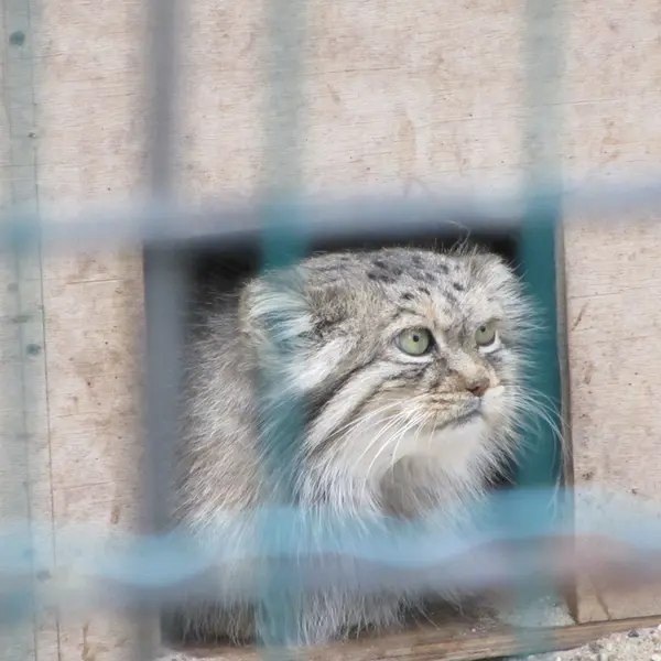 マクデブルク動物園のマヌエラの写真