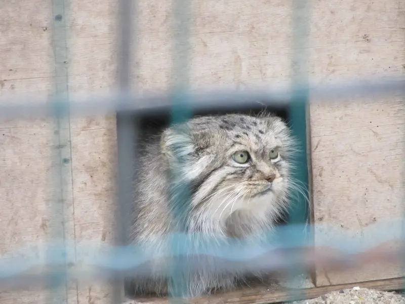 マクデブルク動物園のマヌエラの写真