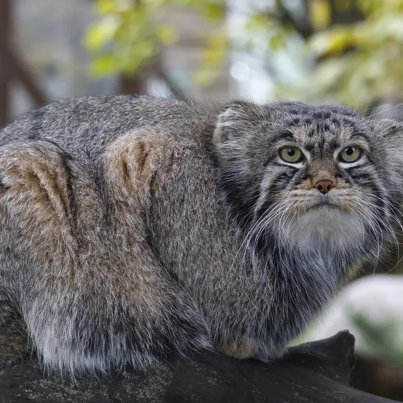 モスクワ動物園のティモフェイの写真