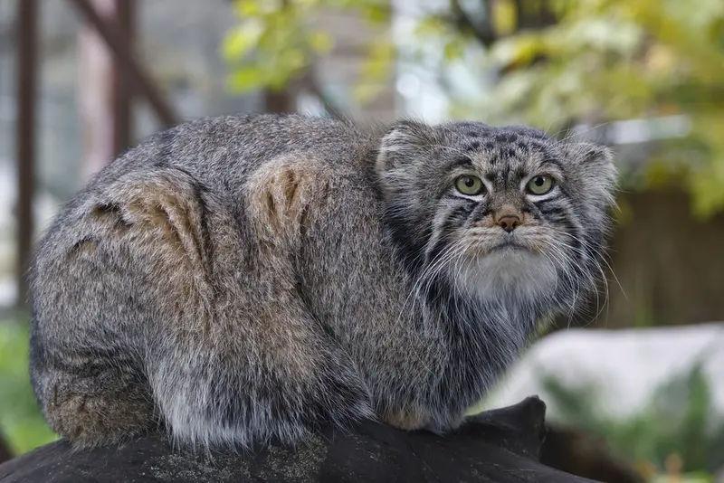 モスクワ動物園のティモフェイの写真