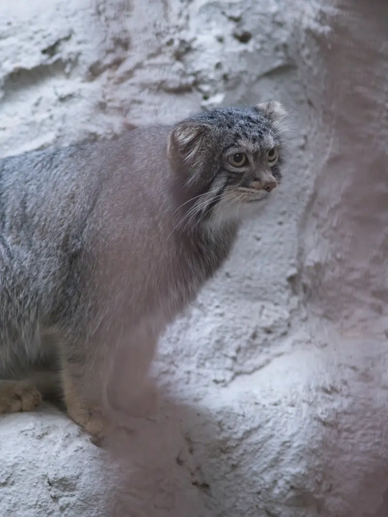 野毛山動物園のフィーガの写真
